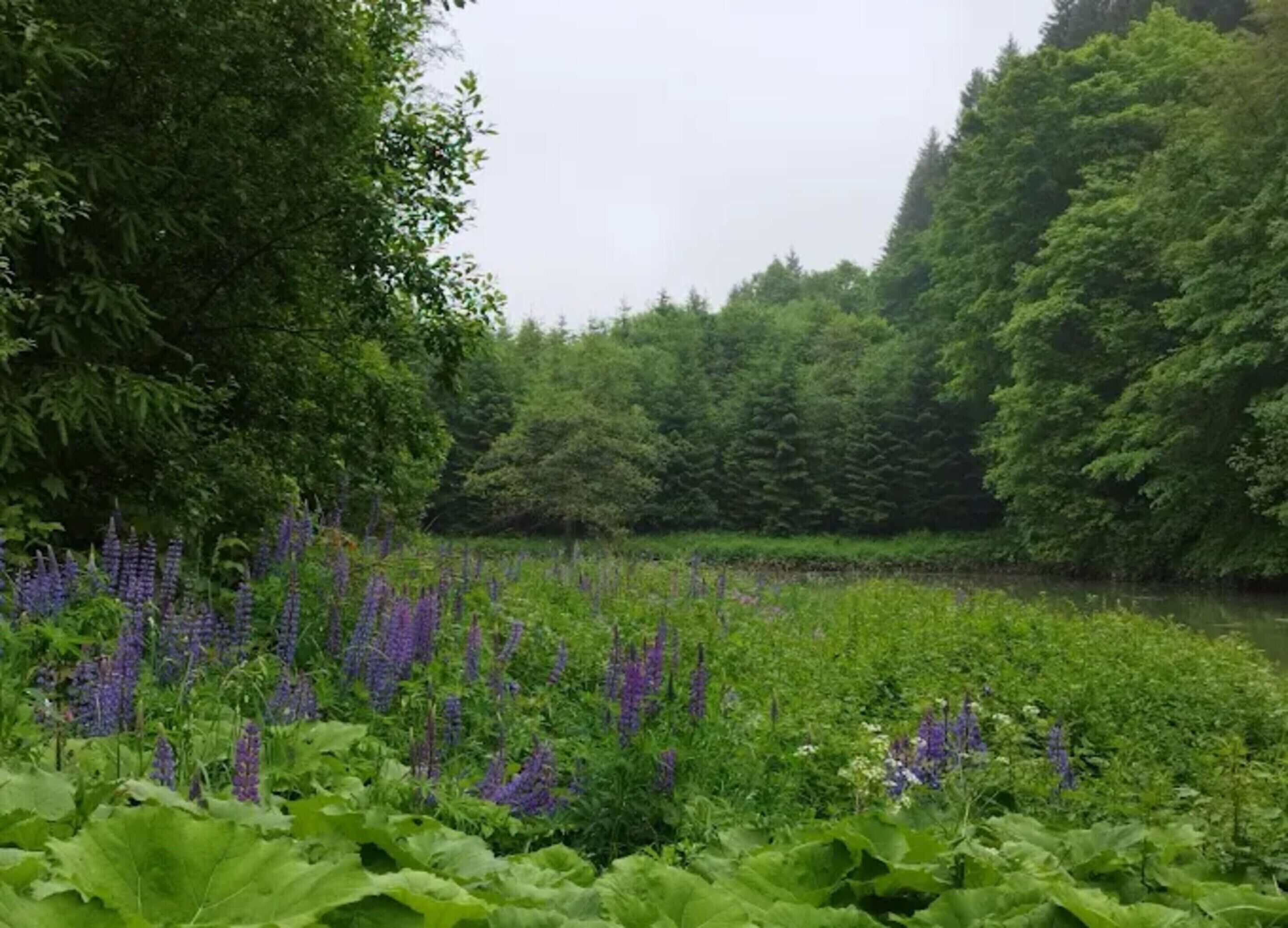 A lush garden with dense foliage and purple flowers.