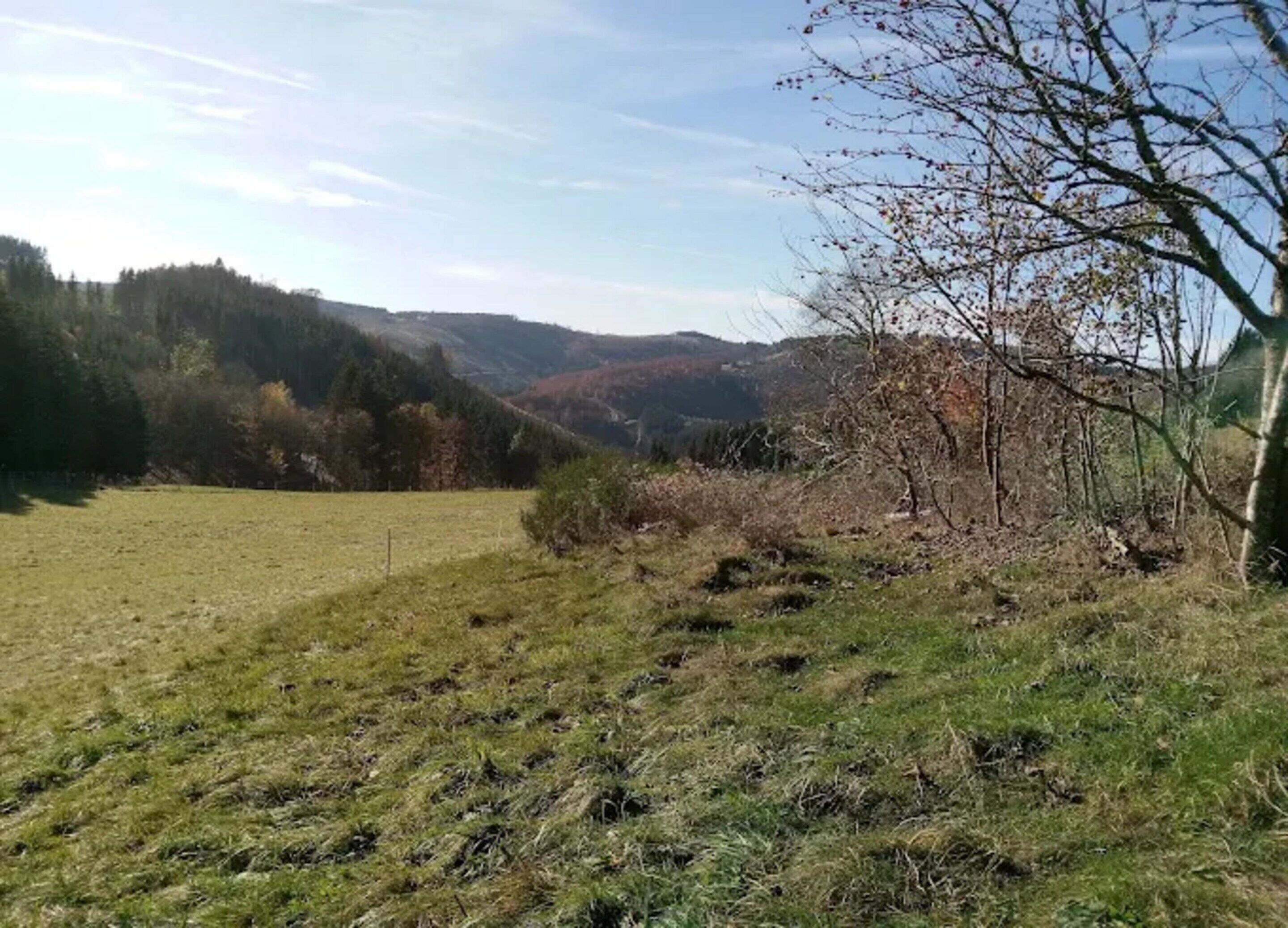 Un champ herbeux avec un arbre et des collines en arrière-plan.