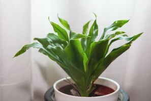 Een kamerplant met brede groene bladeren in een witte pot.