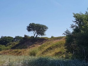 A tree on a grassy hill with dense foliage in the background. - 6 Person Holiday Home in Brenderup Fyn (Middelfart)