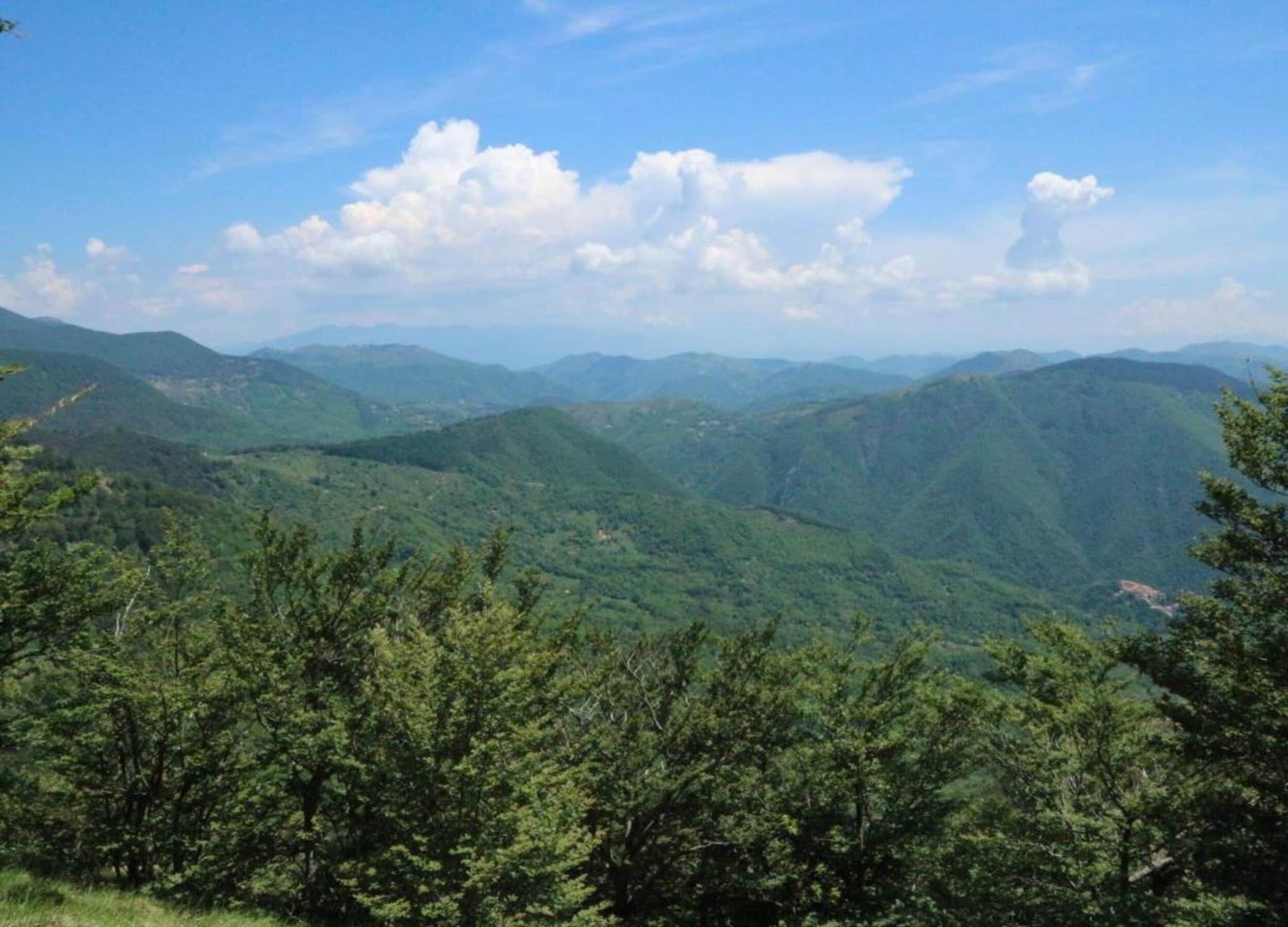 A mountainous landscape with dense forest in the foreground and rolling hills in the background.