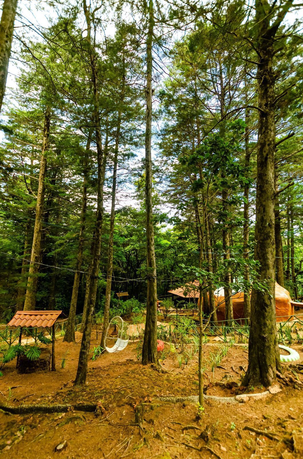 Une zone boisée avec de grands arbres, un hamac et un petit bâtiment doté d’un toit rouge.