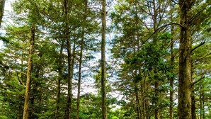 A forested area with tall trees, a hammock, and a small building with a red roof. - Cabañas Lunas del Poas  (Sabana Redonda)
