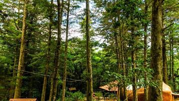 A forested area with tall trees, a hammock, and a small building with a red roof.