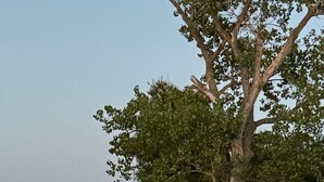 Mobiliario exterior con sillas y mesas, un árbol y vista al agua.