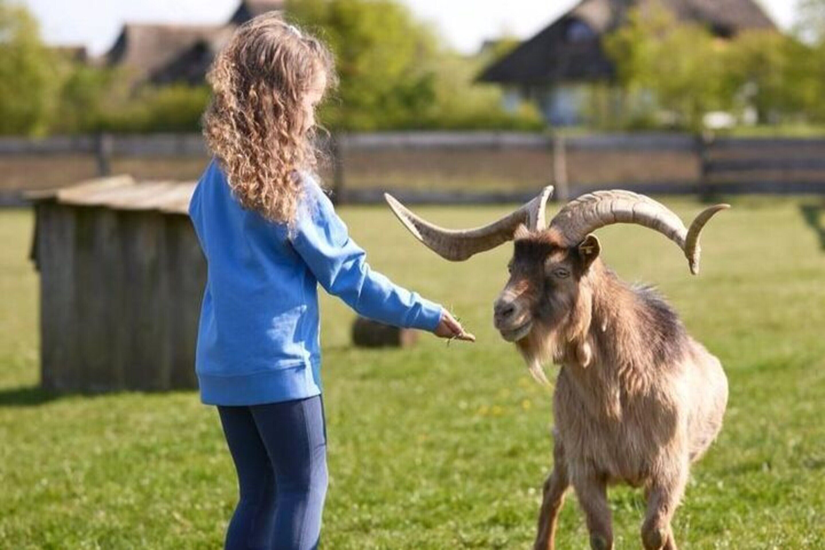 A person interacting with a goat in a grassy outdoor area.