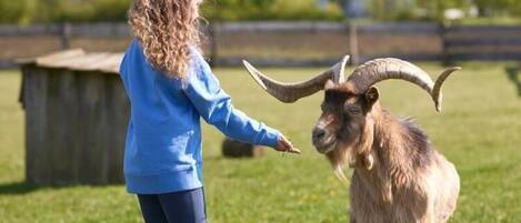 A person interacting with a goat in a grassy outdoor area.