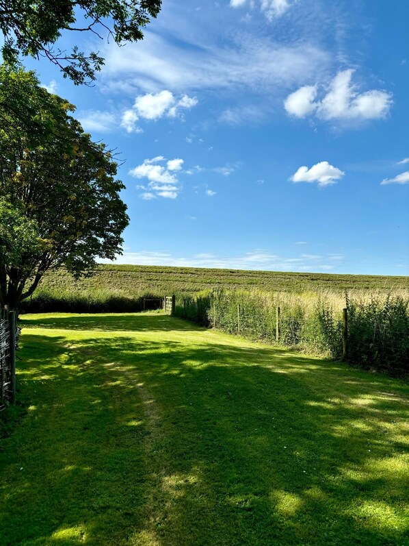 A grassy field with a tree and a fence.
