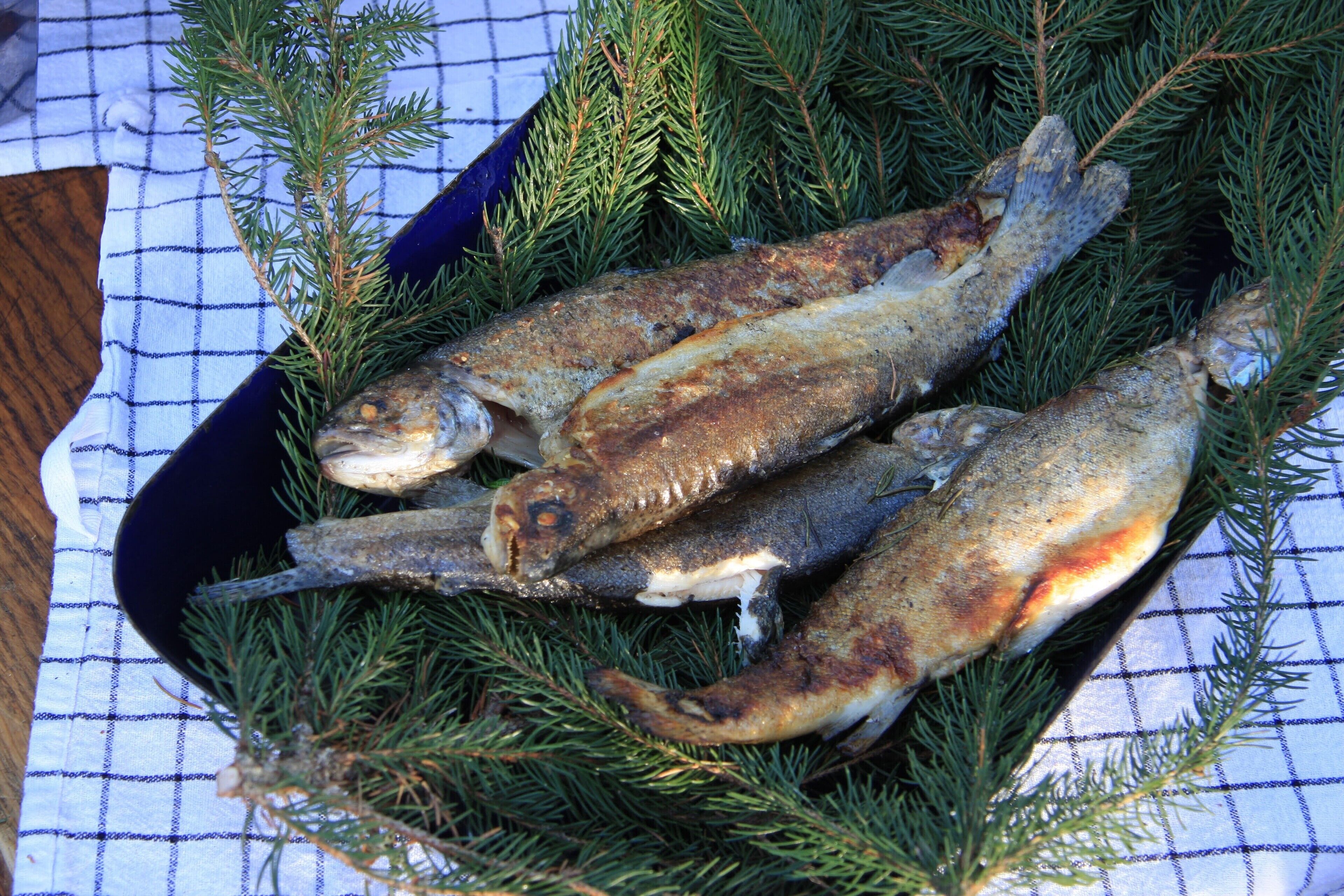 Ein Tablett mit Fisch auf karierter Tischdecke, verziert mit Tannenzweigen.