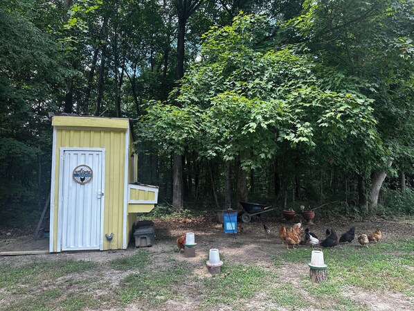 A small yellow shed with a white door and a welcome sign, surrounded by trees and a group of chickens.