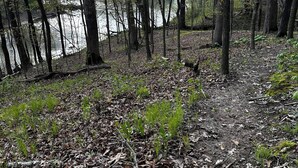 Une zone boisée avec un sentier de terre qui mène à un plan d’eau.