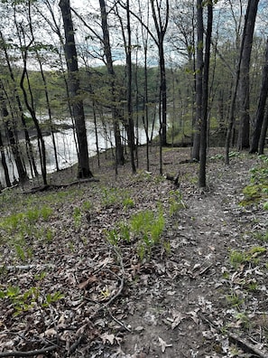 A forested area with a dirt path leading to a body of water.