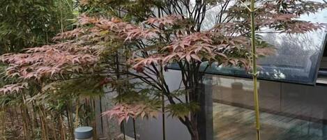 Una habitación con paredes de vidrio y vistas a un jardín.