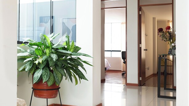 A spacious hallway with a potted plant, a dining area with a table and chairs, and a view through a glass door. - Elegant Surco Flat (Santiago de Surco)