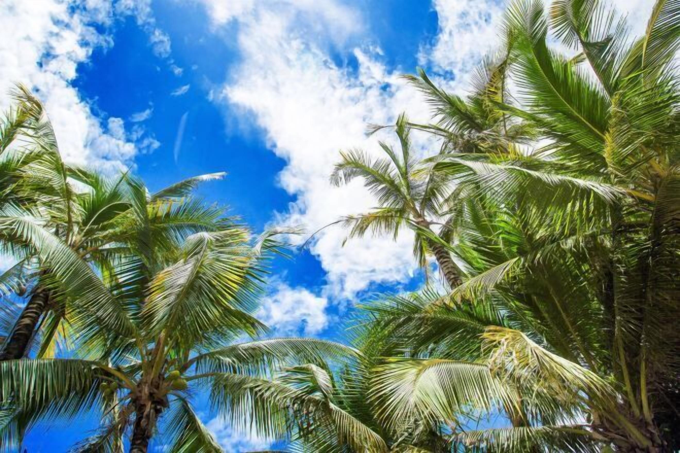 A view of palm trees against a blue sky with clouds.