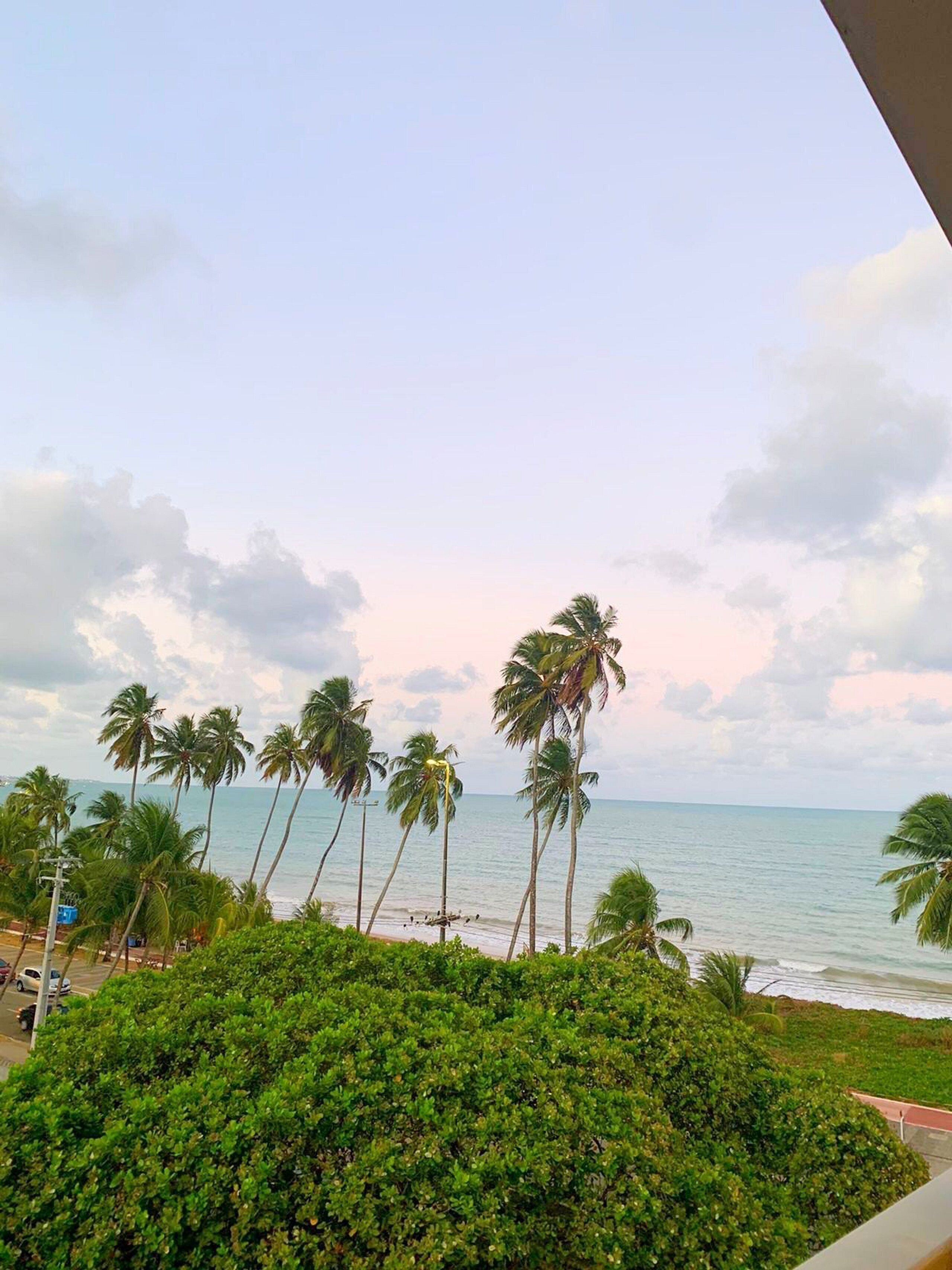 Vista de una playa con palmeras y cielo despejado.