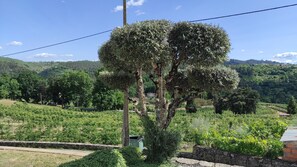 Un vignoble avec des rangées de vignes, un mur de pierre et un arbre au premier plan.