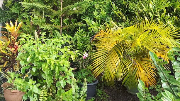 Un rigoglioso giardino con diverse piante e felci.