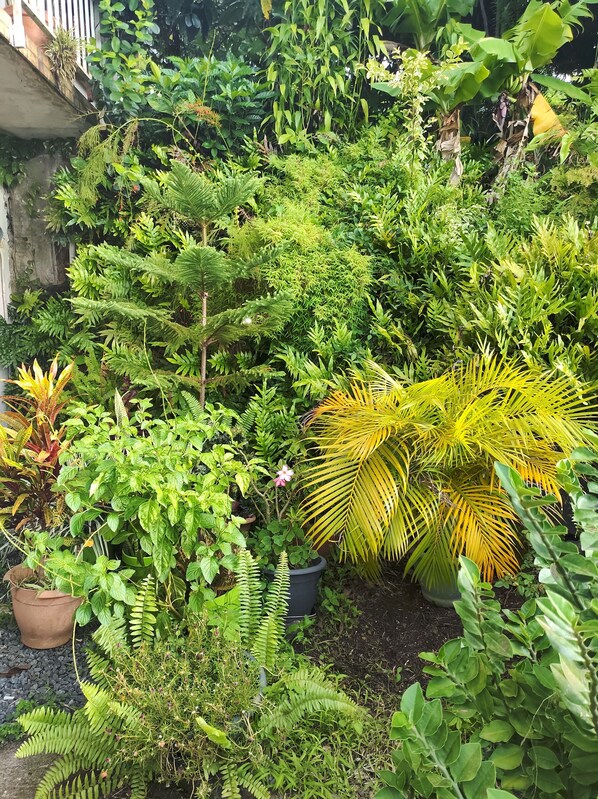 Property grounds - Cozy 3-bedroom house in pleasant Pointe-Noire with WiFi, AC (Pointe-Noire)