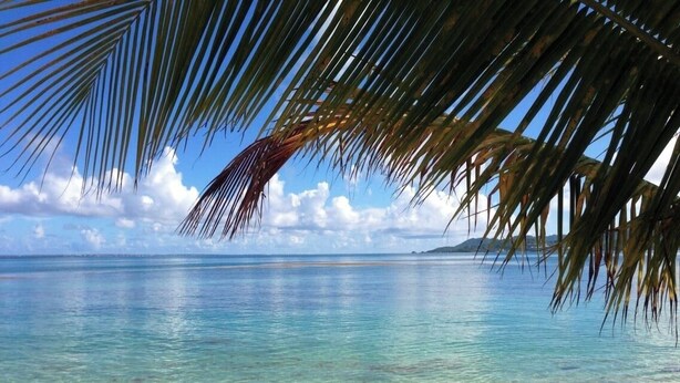 A beach with clear turquoise water, a sandy shore, and a palm tree in the foreground. - GREAT VIEW Beautiful One bedroom on the beach nearly Red Bay Beach  (SAINT MARTIN)