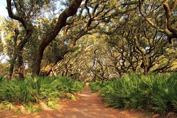 A pathway flanked by large trees and green foliage.