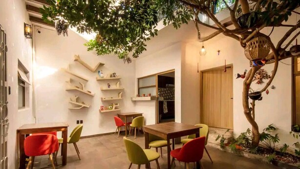 Une pièce comprenant une table à manger, des chaises, une plante suspendue et des étagères intégrées.
