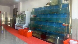 A fish tank with multiple levels and a red carpeted floor. - Golden Bay 38 Homestay (Cangnan)