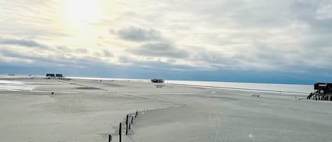 Lettini da mare
