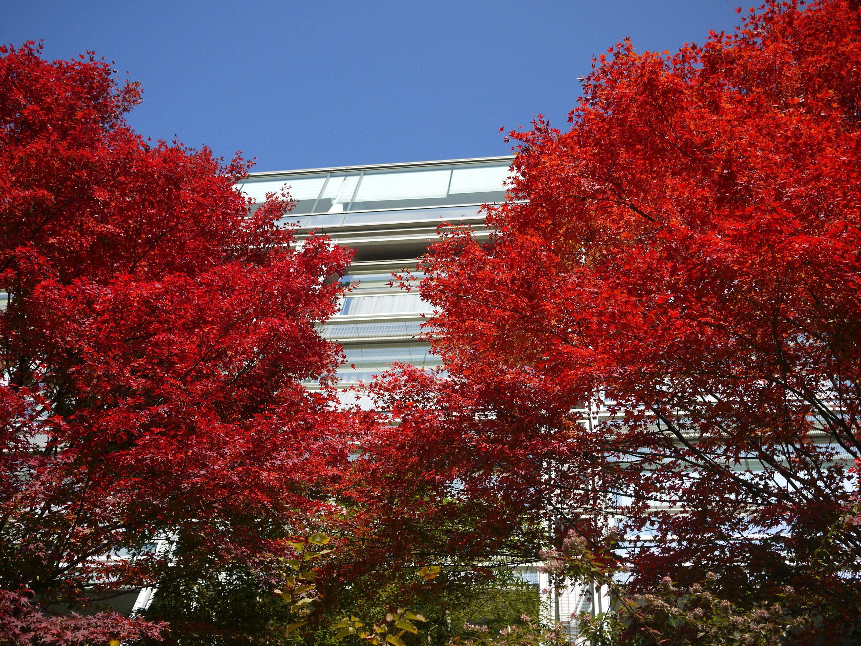 Un bâtiment moderne à la façade vitrée, entouré d’un feuillage rouge éclatant.
