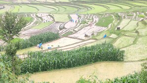 Un campo di riso a terrazze con lavoratori che coltivano le piante.