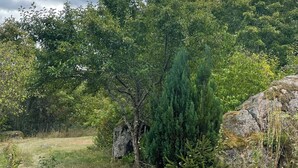 Un paysage naturel composé d’arbres, d’herbe et d’un rocher.