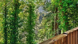 A wooden deck surrounded by dense green foliage, leading to a forested area.