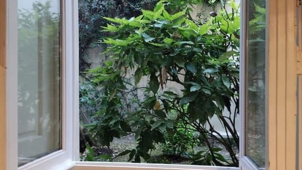 Et vindue med udsigt til en grøn plante udenfor.