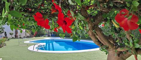 Maison | Piscine | Piscine couverte