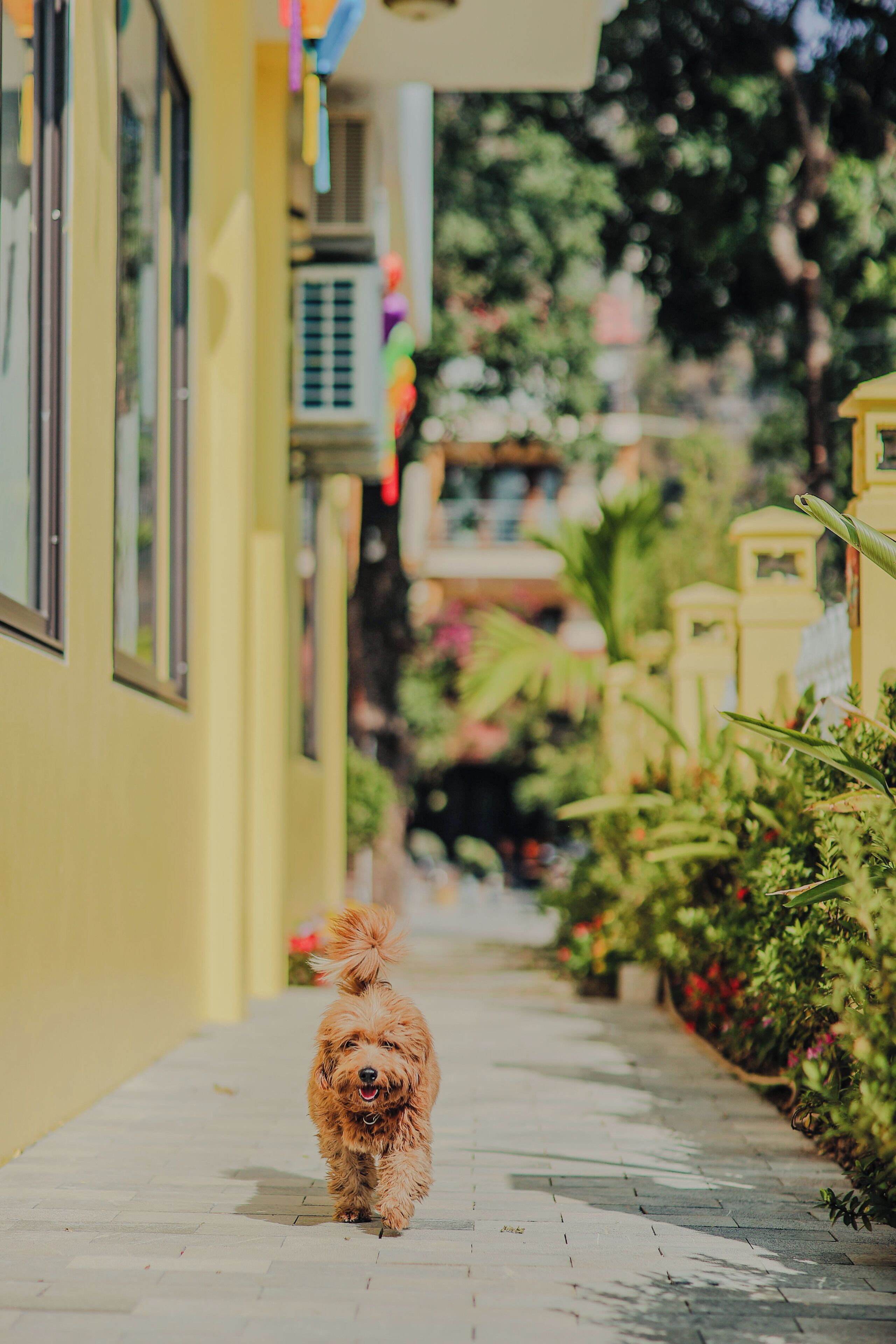 Un sendero estrecho con un perro caminando hacia la cámara.