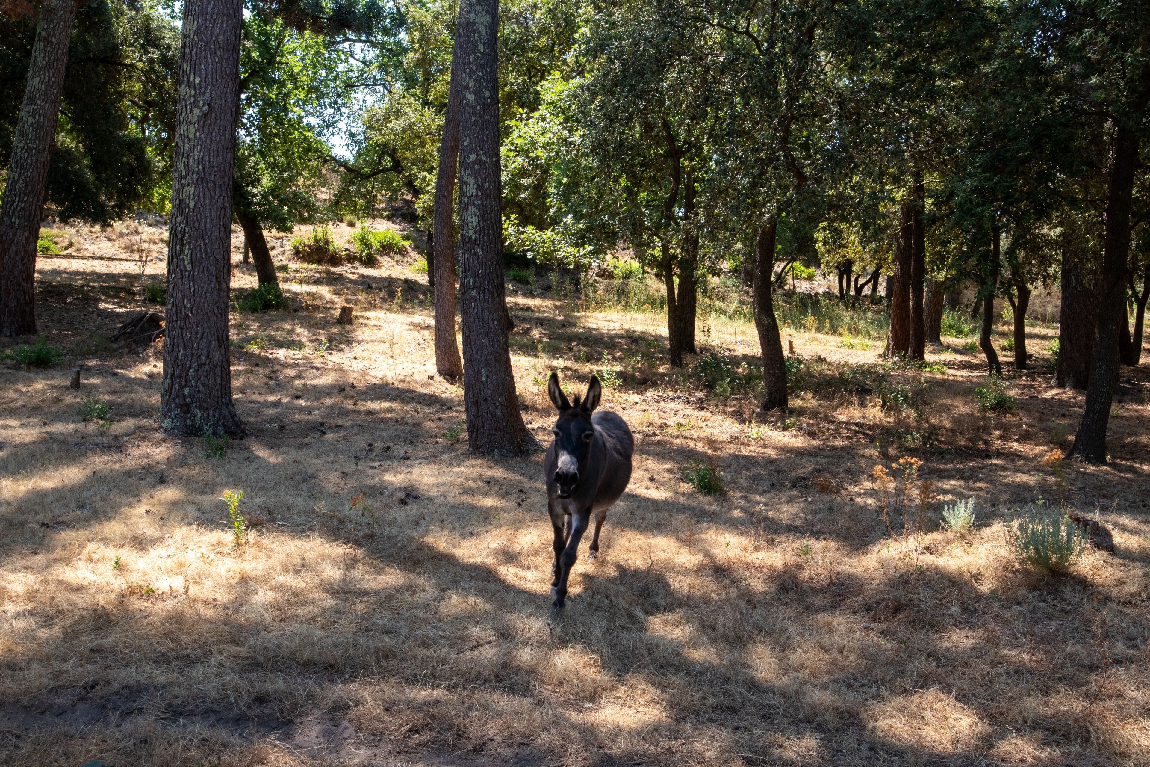 A donkey in a forested area with trees and dry grass.