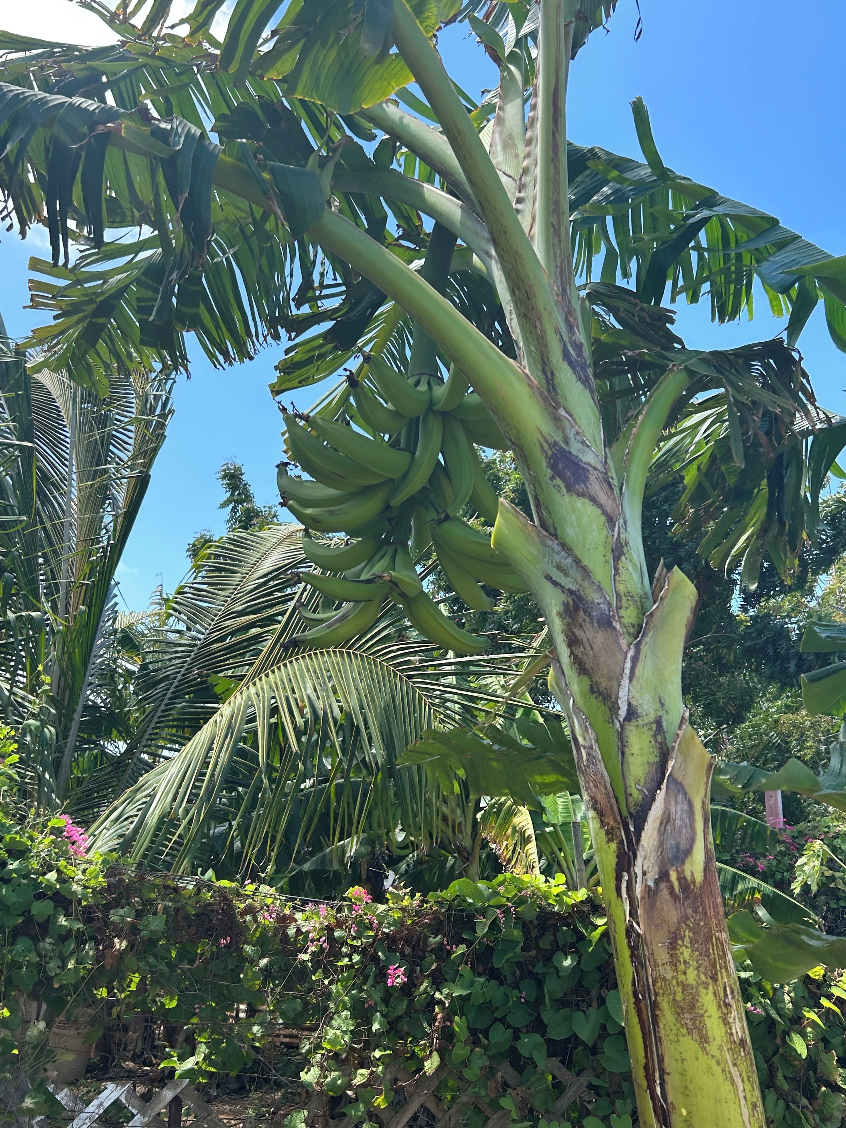 Eine Bananenstaude mit grünen Bananen und einem strahlend blauen Himmel im Hintergrund.