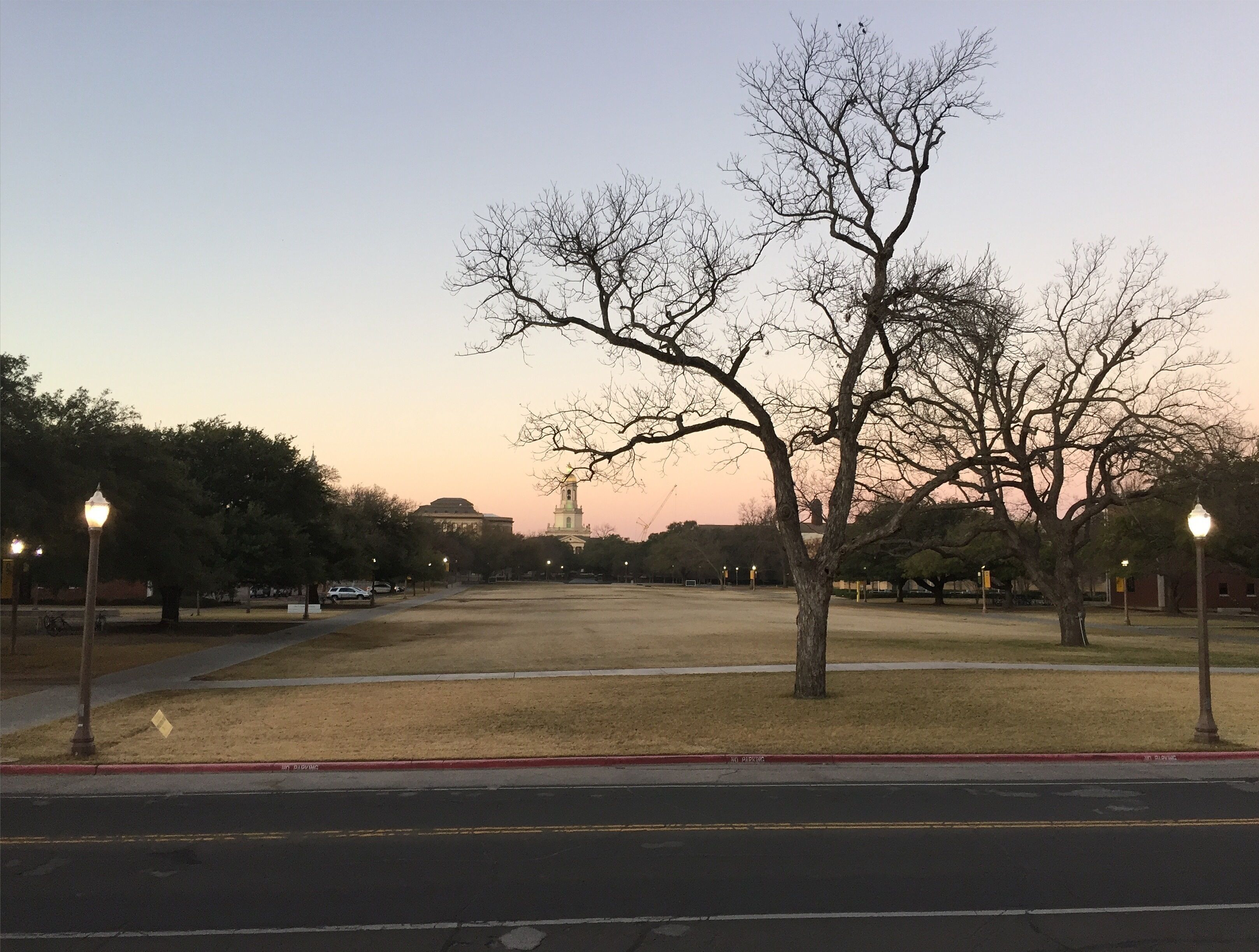 A park with a large open field, a prominent tree, and a distant building with a tower.