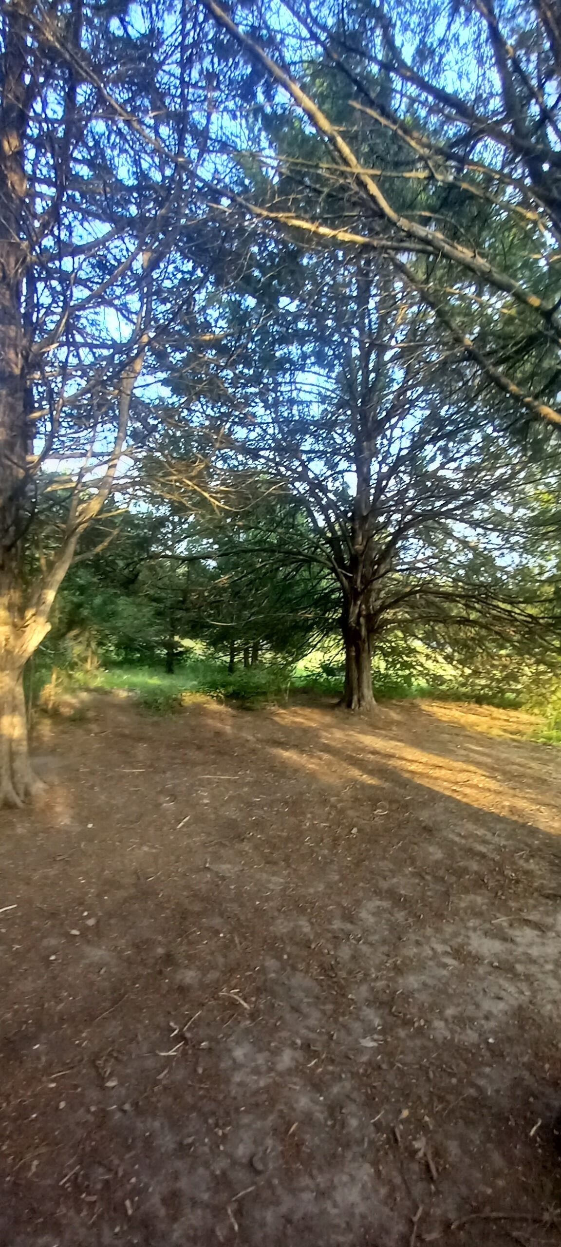 Un sendero de tierra rodeado de árboles.