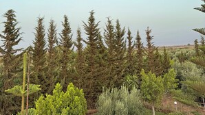 Un jardin avec différents arbres et arbustes, une pelouse et une chaise.