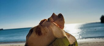 Modern Condo w/ Panoramic Views Walking Distance Between Grand Anse & BBC Beach