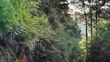 Un sendero rodeado de follaje denso que lleva a un edificio con múltiples ventanas.