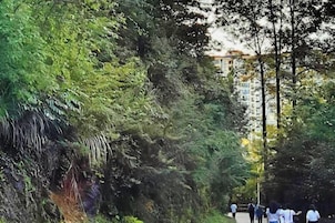 A pathway surrounded by dense foliage, leading to a building with multiple windows.