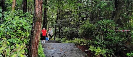A forested path with a stone walkway.