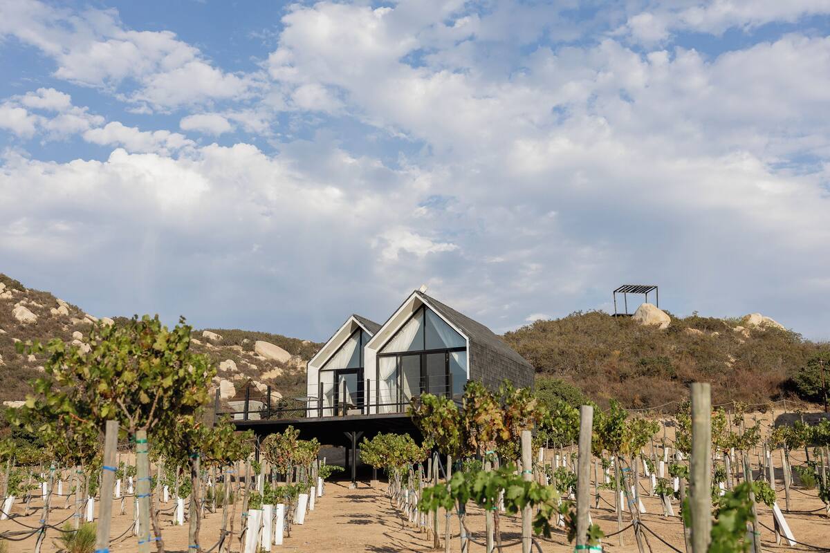 A modern building with large windows and a vineyard in the foreground.