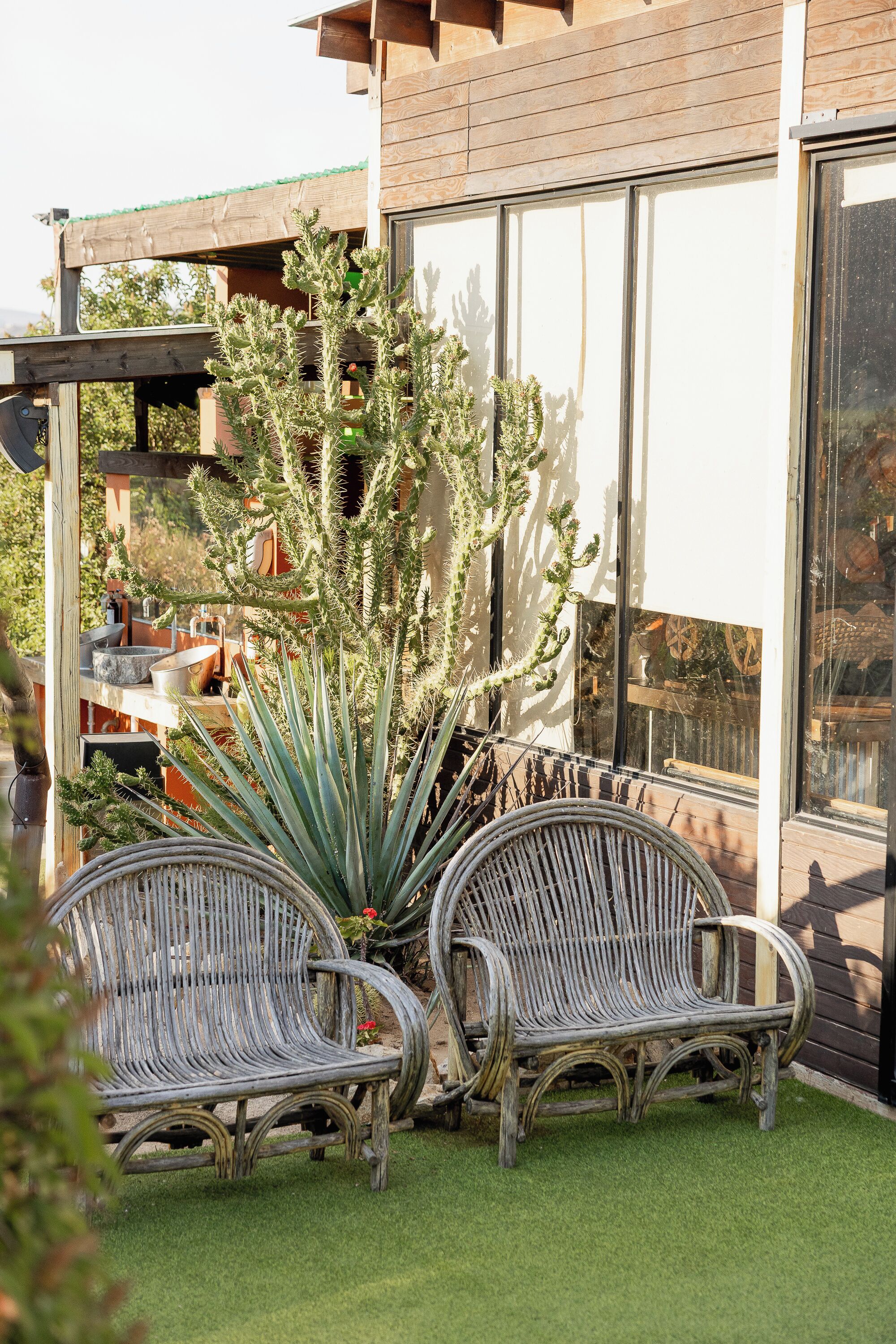 A patio with two wicker chairs, a large agave plant, and a wooden pergola.