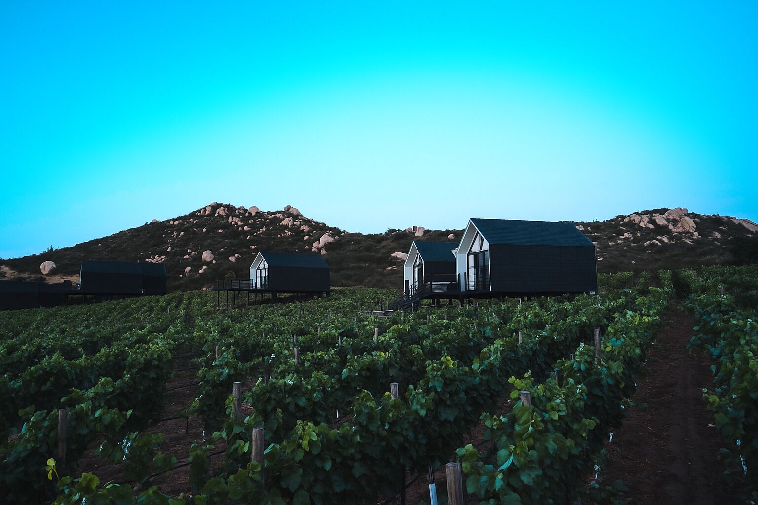 A vineyard with buildings on stilts, surrounded by hills.