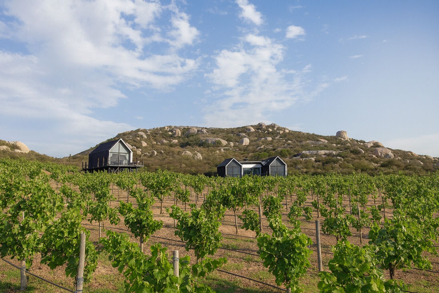 A vineyard with rows of grapevines, two modern buildings, and a hilly landscape in the background.