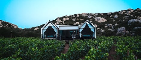 A modern villa with a central patio and two bedrooms, surrounded by a vineyard.