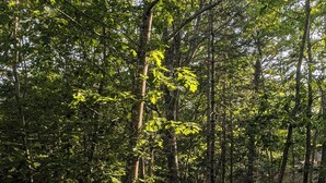 A wooden deck with a railing, surrounded by trees. - Cute Cabin Nested in Pine Trees_Cabin 12A (Bar Harbor)